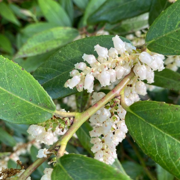 SHIPPING DAY-🌷1-2 days - Picture 2 of 16